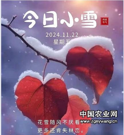 1小雪.png