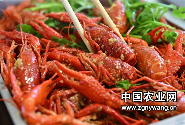 海南小龙虾“鲜”行上市