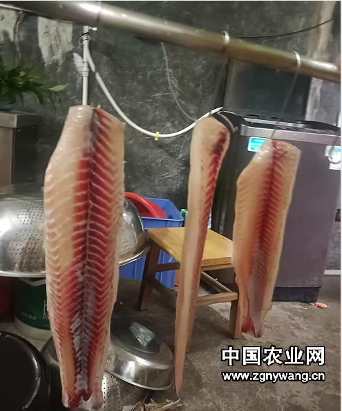 舌尖上的美味——广东河源龙川田心八宝鱼生