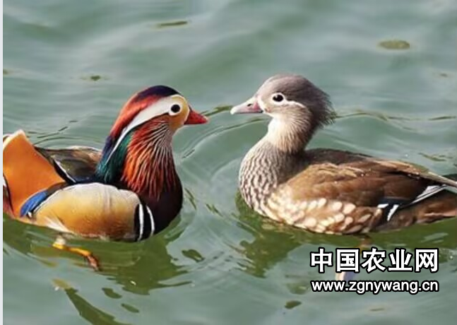 鸳鸯戏水.png